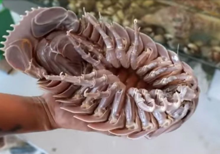 "쫄깃, 달콤" 랍스터보다 비싼 '바다 바퀴벌레'…미식가들에 인기