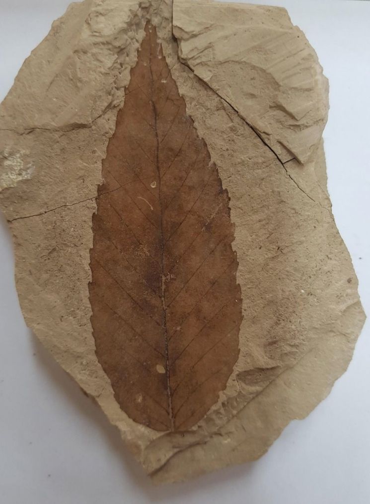 植物化石（山毛榉）。