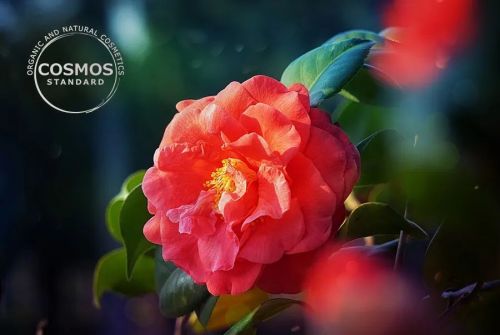 Camellia flower. [Photo by Amorepacific]