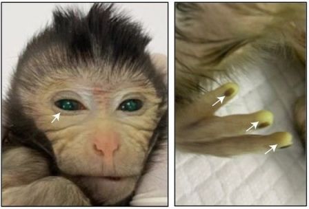 中国科研团队培育出的嵌合体猴子出生第3天的样子。瞳孔和指尖等部位出现了用于确认实验成功的荧光信号。Cell供图