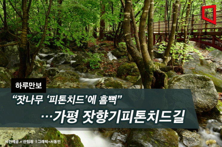 [하루만보] “잣나무 ‘피톤치드’에 흠뻑”…가평 잣향기피톤치드길