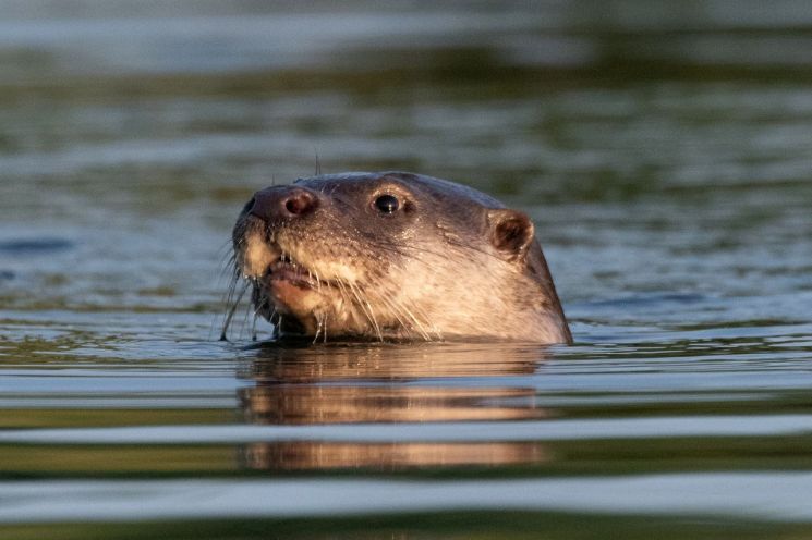'멸종위기종' 수달 목격담… "부산 도심 한복판에서 재빠르게 도망"