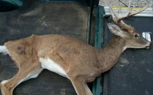 인간이 무섭지 않은 '좀비 사슴' 첫 확인…美당국 비상