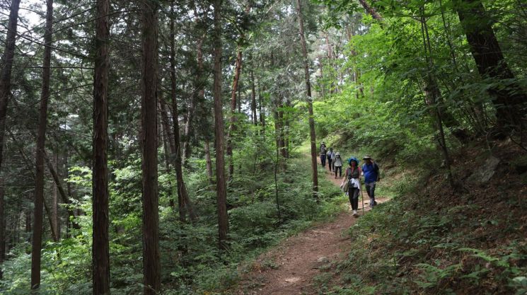 녹음이 짙어진 여름철  ‘현천마을~밤재’ 구간에서 도보여행자들이 편백숲을 지나고 있다. 산림청 제공