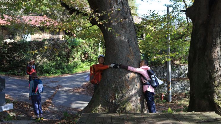 연관마을에 뿌리내린 느티나무를 도보여행자들이 끌어 안으며 기념촬영을 하고 있다. 산림청 제공