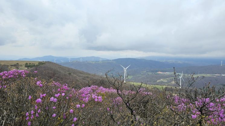 봄철 선자령 등산로 정상에서 내려다 본 전경. 산림청 제공