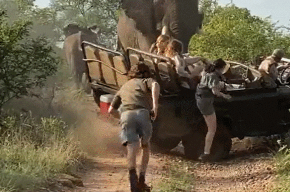 과거 남아프리카공화국 한 야생동물보호구역에서 짝짓기를 방해받은 수컷 코끼리가 사파리 차량에 탑승한 사람들을 위협하는 모습. [사진출처=@ItsGoingViral1 트위터]