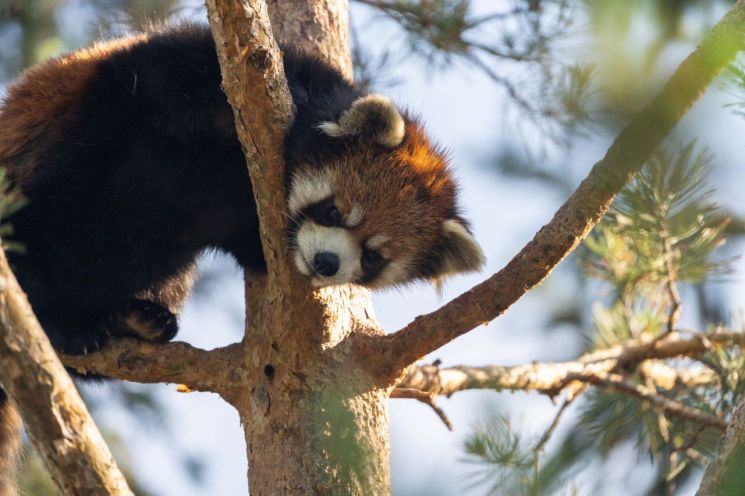 "극강의 귀여움, 이름도 지어주세요"…제2의 푸바오 '레서판다' 3마리 공개한다