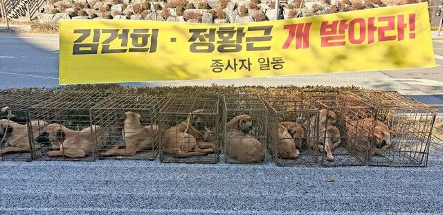 용산에 진짜 개 100마리 데려온 육견협회 "생존권 보장하라"