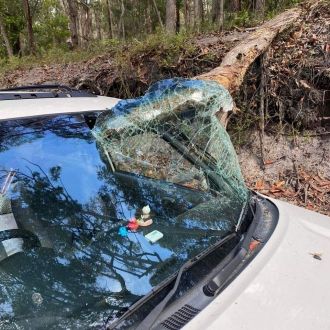 "아무도 다치지 않았다"…車 앞유리 뚫고 좌석 관통한 거대한 나무