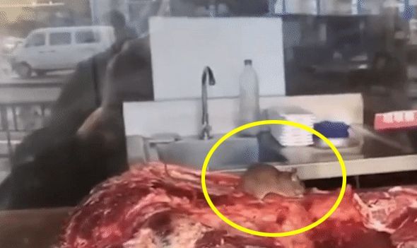 중국의 한 훠궈 체인점에서 쥐 한 마리가 주방 작업대에 놓인 고기를 뜯어 먹고 있는 모습. [이미지출처=온라인미디어 ixigua]