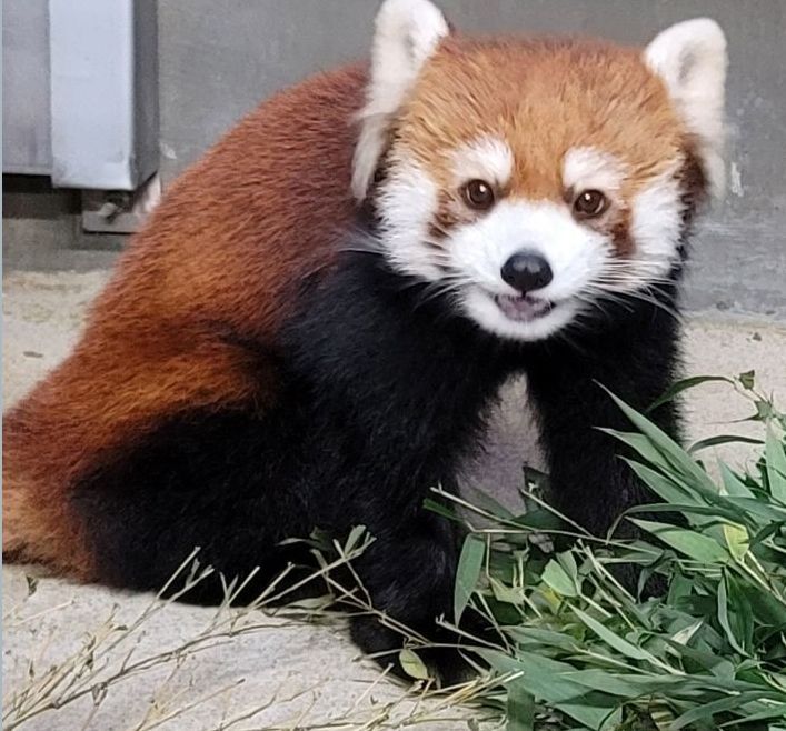 "극강의 귀여움, 이름도 지어주세요"…제2의 푸바오 '레서판다' 3마리 공개한다