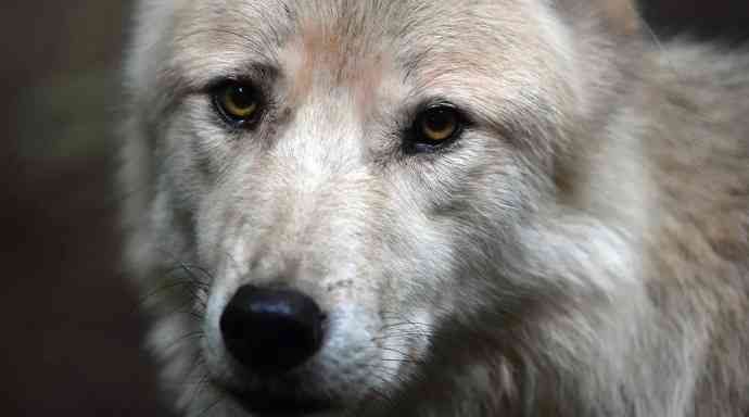 늑대와 개의 혼혈인 이른바 '늑대개'의 모습. [이미지출처=엑스(X·옛 트위터) 캡처]