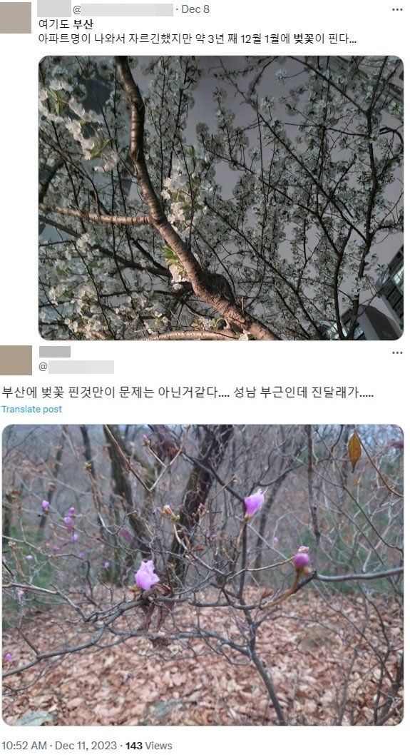 한낮 기온이 20도를 넘어서며 전국 곳곳에서 봄꽃 개화 목격담이 이어지기도 했다.  9일에는 "부산에 벚꽃 폈다며. 나 오늘 창원에서 개나리 핀 거 봄", 11일에는 "부산에 벚꽃 핀 것 만이 문제는 아닌 것 같다. 성남 부근인데 진달래가 (피었다)"는 목격담도 전해졌다. [사진출처=X(옛 트위터)]