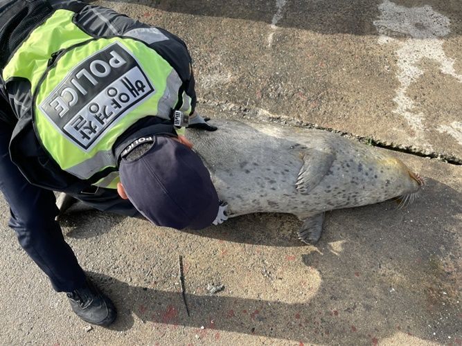 목포해경, 천연기념물 ‘점박이 물범’ 사체 발견
