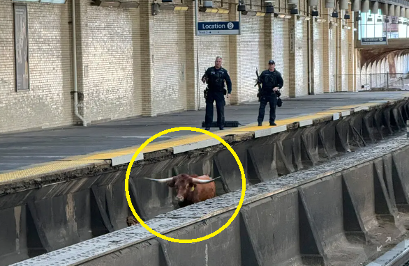 미국 뉴저지주 뉴어크 펜 역의 열차 선로에 황소 한 마리가 진입해 열차 운행을 방해하고 있다. [사진=뉴저지주 교통공사 갈무리]