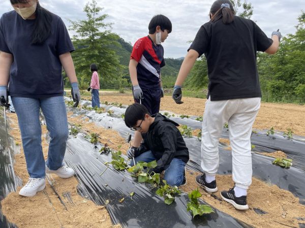 장성 성산초 학생들이 장성호 힐링농장에서 작물 심기 체험을 하고 있다.[사진 제공=한국농어촌공사 전남지역본부]
