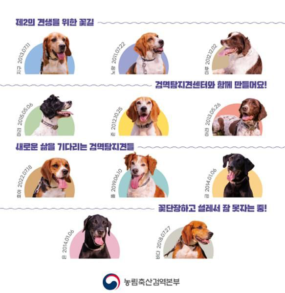 "은퇴한 검역탐지견의 새로운 가족을 찾습니다"…민간 입양 시작