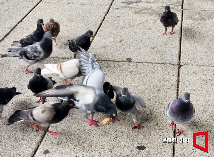 [이미지 다이어리] 빵조각 쟁탈전