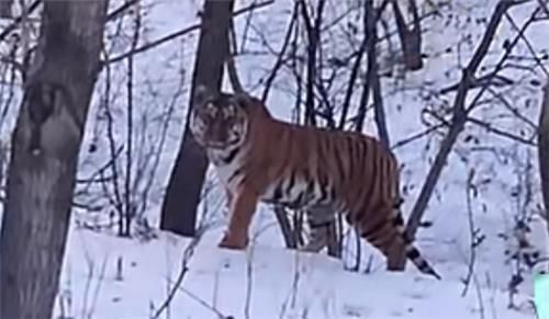 무슨 일로 왔냐고 묻는 듯…차량 응시한 백두산호랑이