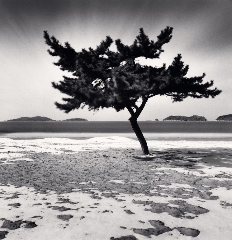 Galumlee Beach Tree, Taean, Chungcheongnamdo, South Korea. 2023ⓒMichael Kenna. [사진제공 = 공근혜갤러리]