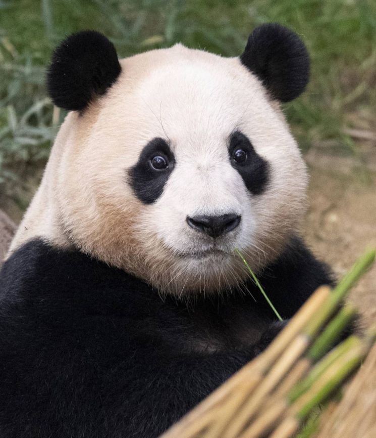 판다 푸바오. [이미지제공=삼성물산 리조트부문] [이미지출처=연합뉴스]