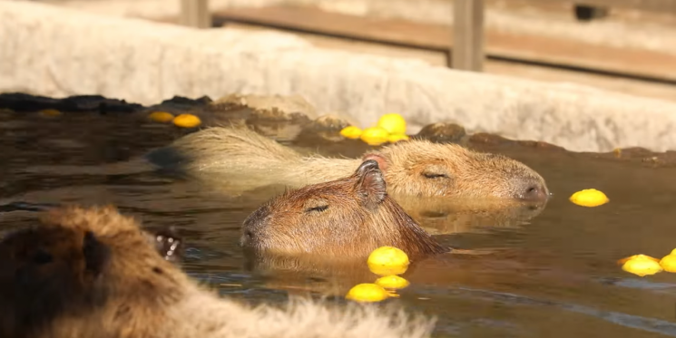 보고만 있어도 '시간 순삭'…먹으려고 들여왔는데 빅팬된 '카피바라'[日요일日문화]