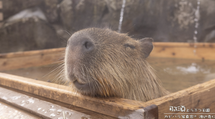 보고만 있어도 '시간 순삭'…먹으려고 들여왔는데 빅팬된 '카피바라'[日요일日문화]