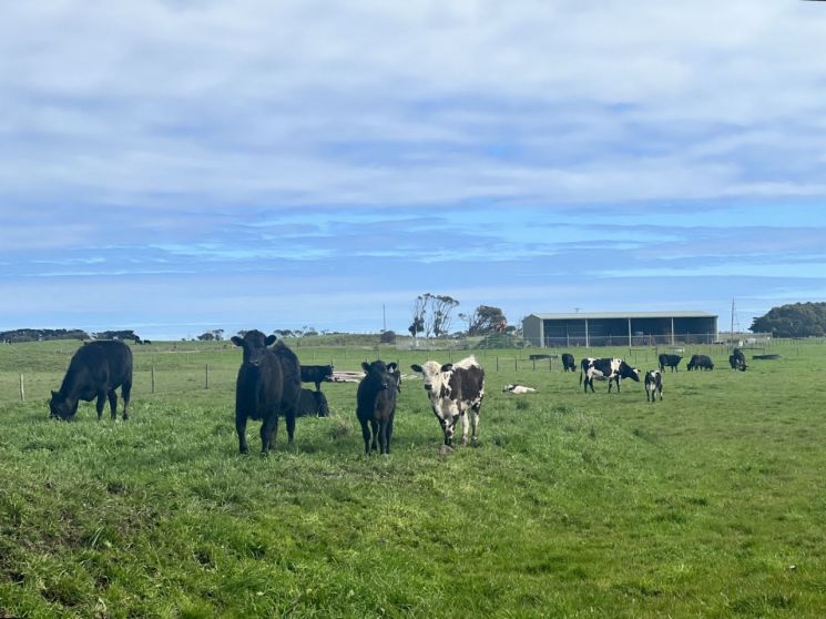 호주 오트웨이 국제 CCS 실증센터 내에 방목 중인 소들. 이곳 지하에는 약 9만5천t 규모의 이산화탄소가 저장돼 있다. 2023.8.16 [이미지출처=연합뉴스]