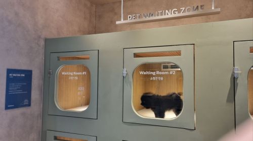 [르포]“댕댕아 스벅가자”…첫 동물 동반 매장 가보니