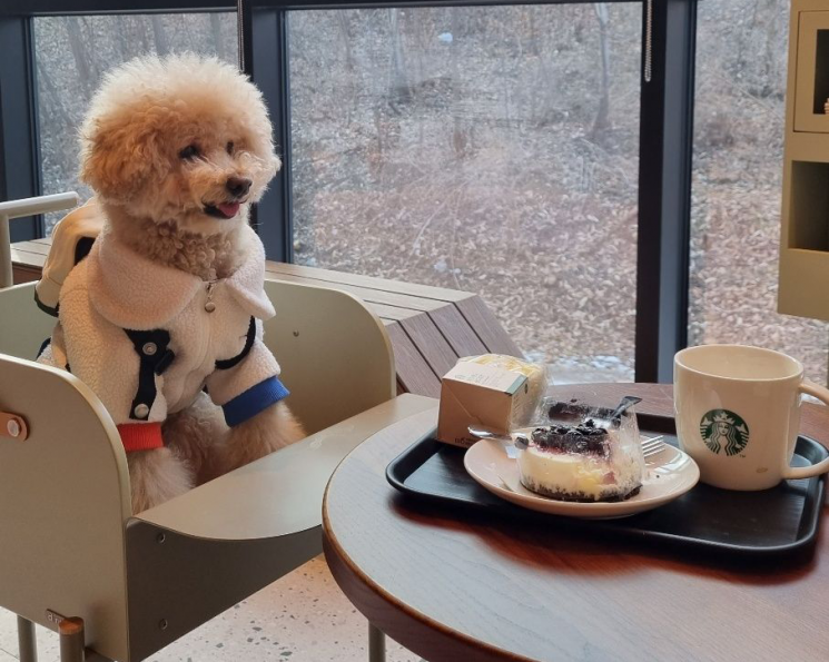 [르포]“댕댕아 스벅가자”…첫 동물 동반 매장 가보니