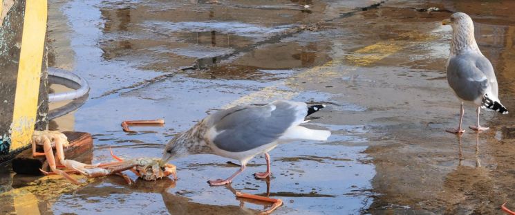 [포토] 울진에서는 갈매기도 대게 먹는다!