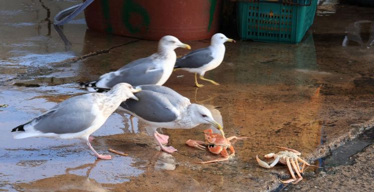 [포토] 울진에서는 갈매기도 대게 먹는다!