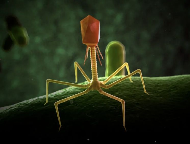박테리아파지(bacteriophage) 조감도. [이미지출처=게티이미지]