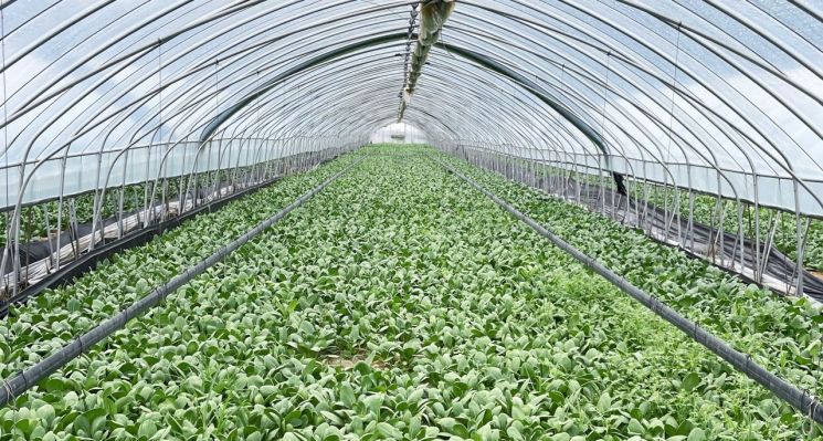 용인시의 한 농가에서 재배중인 청경채. 전국 생산량의 70%를 차지하는 청경채 최대 산지인 용인에서는 오는 9월 '청경채 김치 경연대회'가 열릴 예정이다. [사진제공=용인시]