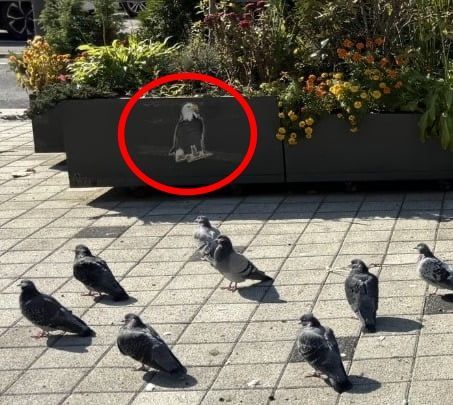 누리꾼은 SNS에 독수리 사진이 붙어있는 화단 앞에 비둘기가 잔뜩 모여있는 사진을 올리면서 "비둘기 퇴치 효과 없는 현장. 독수리가 너무 작은 것 같은데"라는 글을 올리기도 했다. [사진출처=X(옛 트위터)]