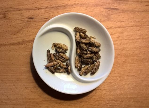 以食用昆虫制作的零食。与正文报道无直接关联。图片来源 Pixabay提供