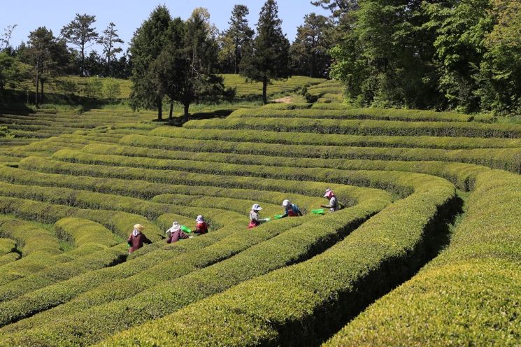 ［사진제공=보성군］