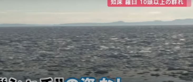 라우스 해안은 여전히 얼어붙어 있지만, 범고래는 자취를 감췄다. [이미지출처=홋카이도 문화 방송 유튜브]