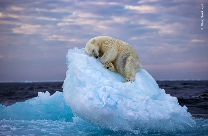 런던자연사박물관이 주최하는 ‘올해의 야생 사진상’ 2023년 수상작으로 선정된 '얼음 침대(Ice Bed)' [사진출처=런던자연사박물관]