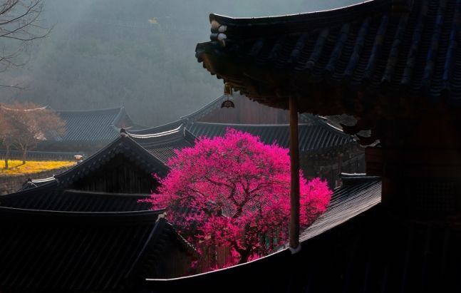 '23억 가치' 천연기념물 화엄매, 2주 빨리 개화한다