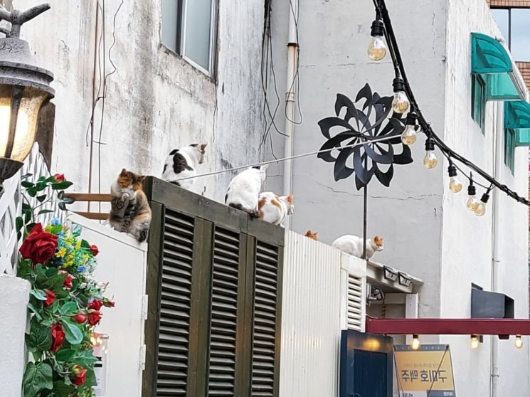 부산 장전동 '달달한 동물세상'에 모여든 길고양이들.