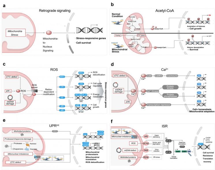 다양한 미토콘드리아 스트레스 상황에서 미토콘드리아가 일련의 signaling molecule를 방출하고 이러한 신호전달에 의해 핵 유전체 발현이 변화돼 최종적으로 세포 스트레스 방어능력이 향상되는 분자 기전.