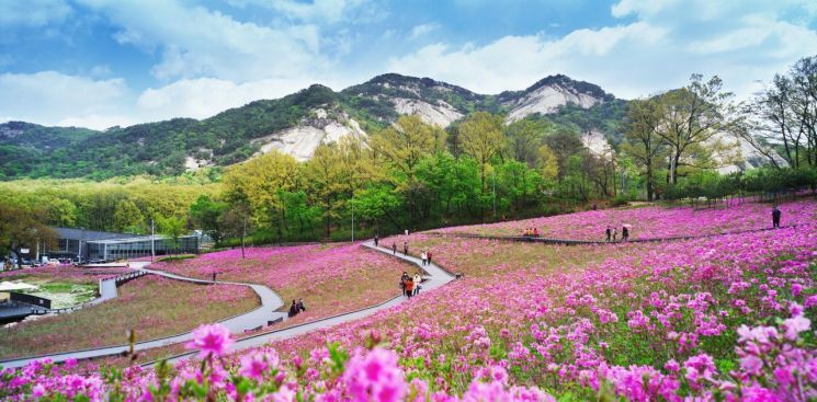 불암산 철쭉동산