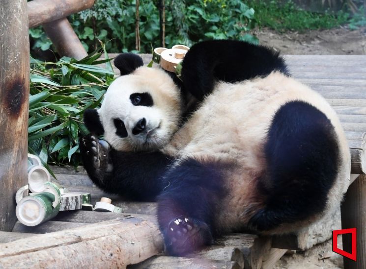 "동물복지 국정과제라더니"…판다 외교 재개에 거센 반발