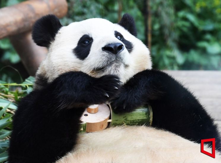 李 대통령, 中에 판다 대여 제안…동물단체 "외교·전시 수단 관행 중단해야"