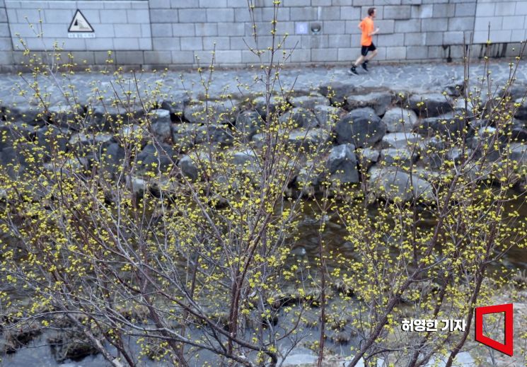 서울 청계천 수표교 옆 산수유 나무에 노란 꽃이 피었다. 5일 아침 한 시민이 산수유 핀 청계천변에서 조깅을 하고 있다.  사진=허영한 기자 younghan@