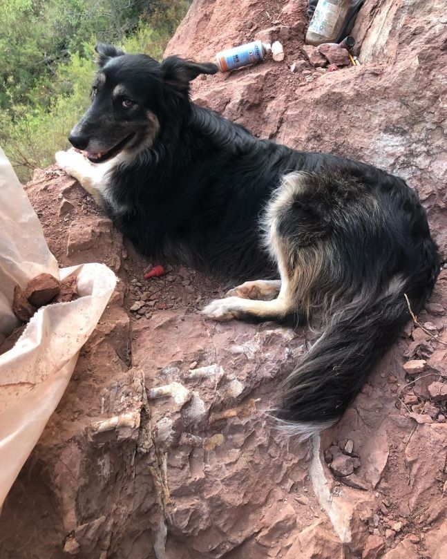 산책 중 발견한 뜻밖의 물체…7000만 년 된 공룡 화석이었다