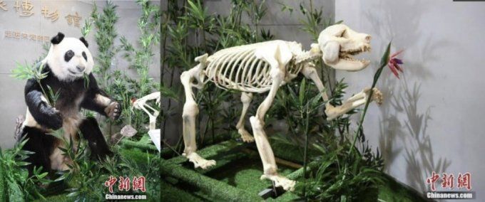 박제 후 전시된 푸바오의 외할머니 '신니얼' [사진출처=온라인 커뮤니티 갈무리]