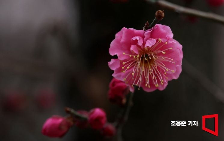 7일 서울 강남구 봉은사 경내에 홍매화가 꽃망울을 터뜨리며 활짝 피어나 봄이 성큼 다가왔음을 실감나게 한다. 기상청은 이번 주말 반짝 꽃샘추위가 지나면 봄날씨가 이어질것으로 예보했다. 사진=조용준 기자 jun21@